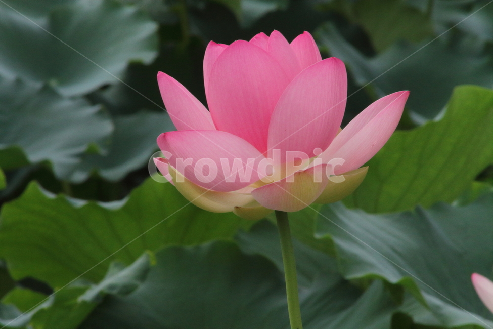 연,꽃,연꽃,식물,lotus,식물,자연,plants,nature,꽃,flower