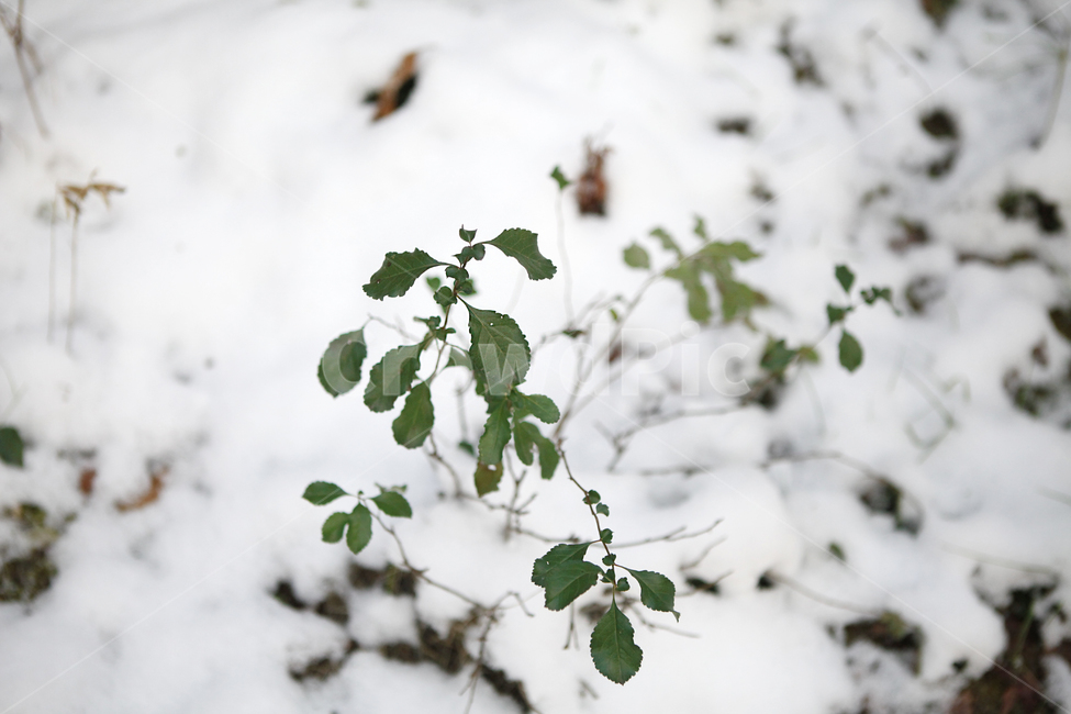 겨울,눈,식물,winter,snow,plant,겨울식물,눈속식물,초록,green,감성사진,자연