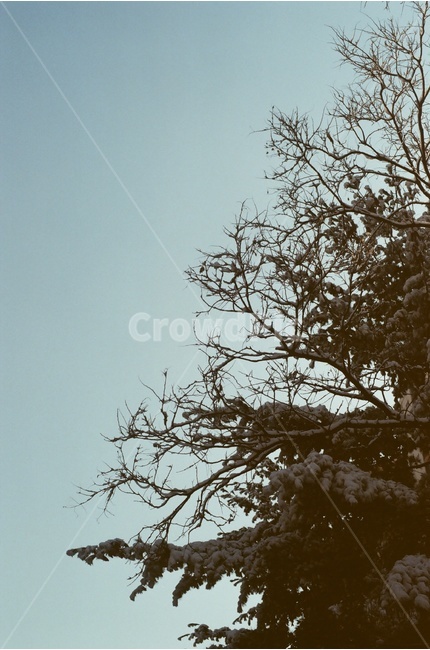 나무,하늘,감성,필름사진,나뭇가지,눈,겨울,겨울,계절,winter,season,식물,자연,plants,nature,나무,trees,wood,감성,sensible,feeling
