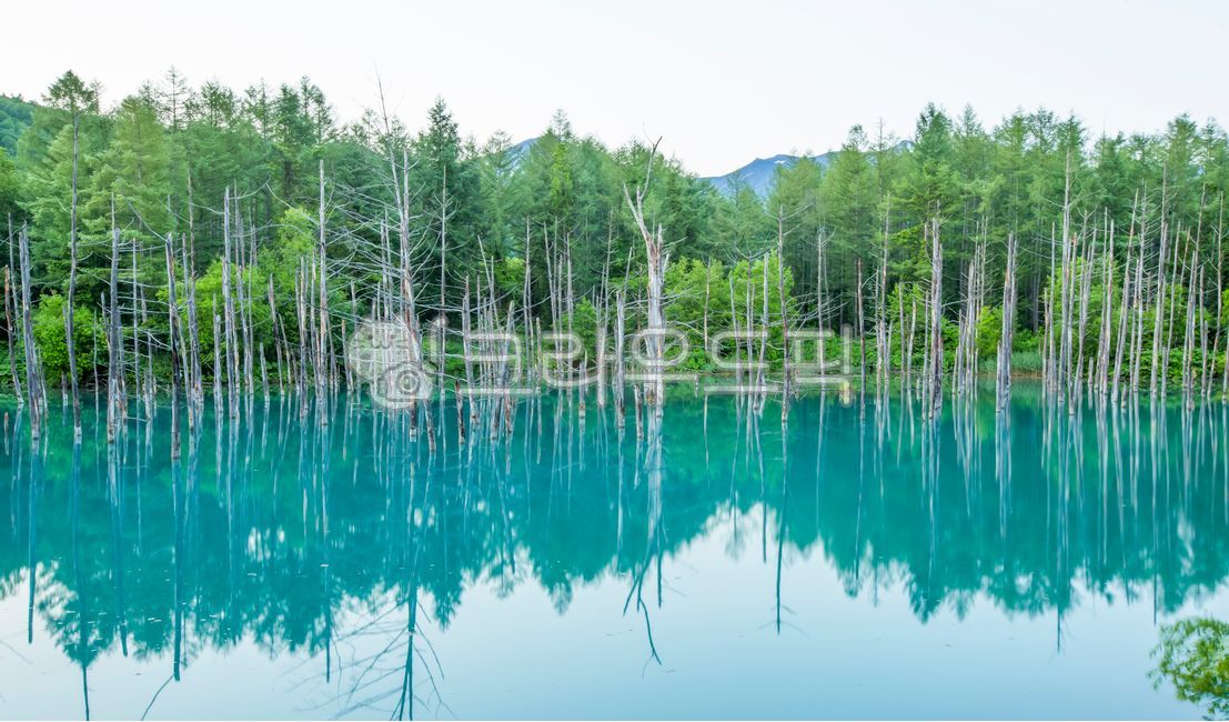 북해도,홋가이도,연못,푸른연못,아오이이케,공원,파란,고사목,반영,신비로운,자연,옥외,숲,숲속,정원,호수,자연,풍경,nature,landscape,해외,외국,세계,foreign,oversea,world,세계자연풍경,해외자연풍경,외국자연풍경,world nature landscape