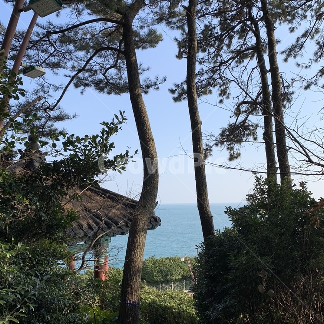 해운대,바다,나무,부산,정자