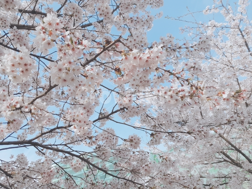 벚꽃,봄,하늘,피크닉,팝콘벚꽃