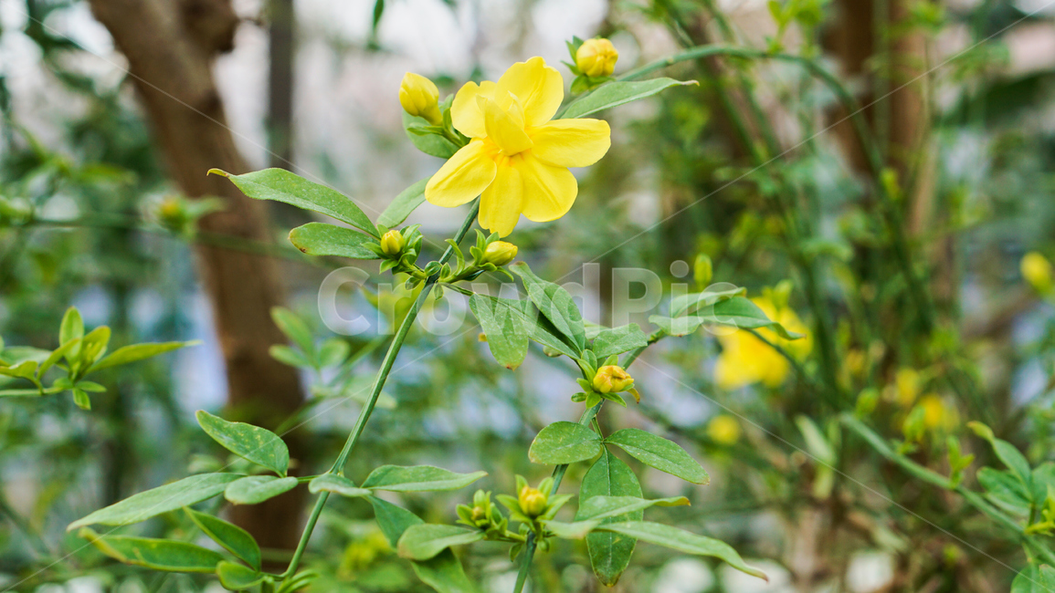 허브,꽃,식물,온실,화원,생화,조화,flower,plant,nature,자연,식물,자연,plants,nature,꽃,flower