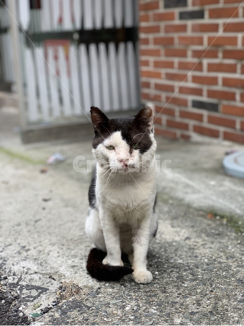 mammal,포유류,동물,pet,animal,고양이,cat,착한애