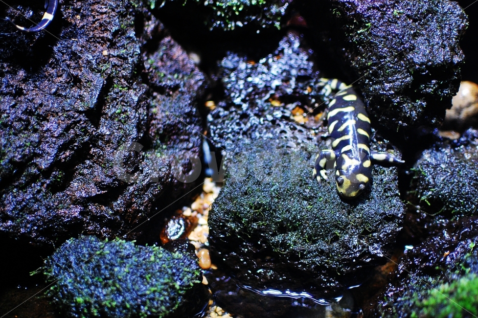 도롱뇽,습한,이끼,물가,자연,타이거,살라맨더,Tiger,Salamander,Wet,얼룩무늬,돌,민물,노랑,검은색,패턴,경고,어린이교육,생태학습,교육용,동물,동물,animal,파충류,양서류,reptile,amphibian