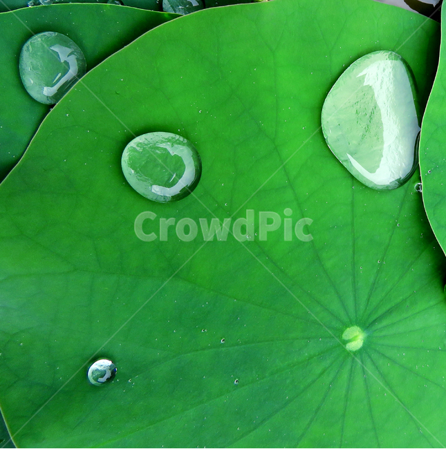 plant,식물,leaf,잎,dew,reain,water,비,빗방울,이슬,연꽃,연잎,식물,자연,plants,nature
