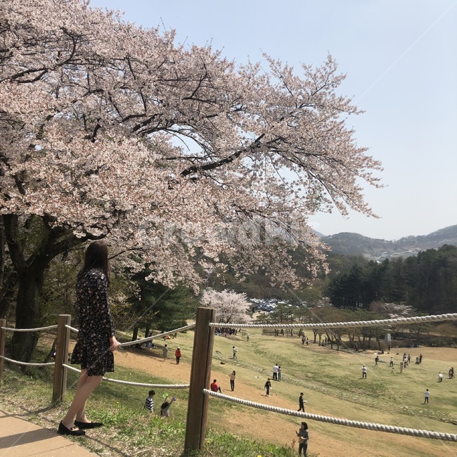 벚꽃,소풍,돗자리,하늘거리는,여유