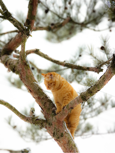 고양이,나무,겨울,눈,하얀겨울,cat,tree,winter,snow,whitewinter