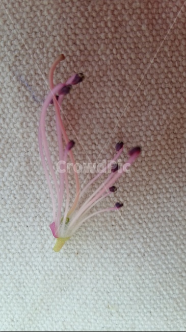 암술,수술,진달래암술,진달래수술,진달래씨방,식물,자연,plants,nature