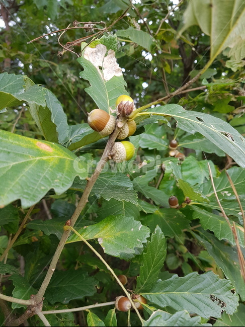 plant,식물,너트,곡물,nut