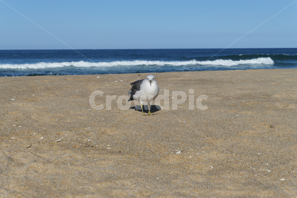 새,동물,animal,seagull,gull,바다,모래,하늘,sky,sea,sand,갈매기,파도,wave,해변,바다,beach,sea,동물,animal,조류,새,birds