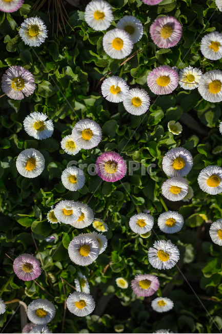 꽃,꽅밭,식물,꽃사진,식물사진,식물,자연,plants,nature,꽃,flower