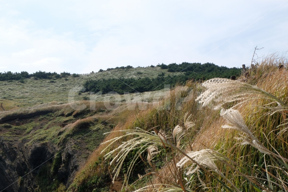 억새,갈대,가을,산,가을산,풍경,자연,가을풍경,들판,오름,풀,나무,하늘,구름,자연,풍경,nature,landscape,제주도,jeju,jeju island,plant,식물