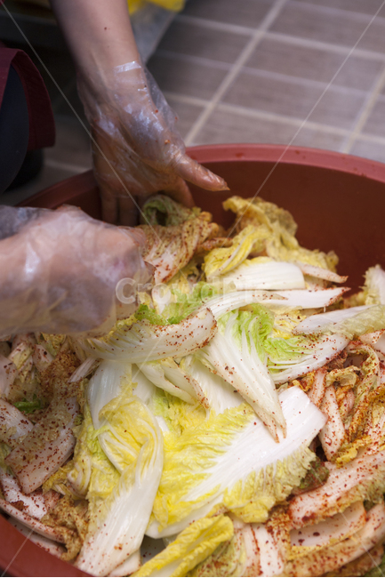 배추,겉절이,김치,김장,김장김치,음식,식재료,요리,food,cook,meal,dishes,food reserves