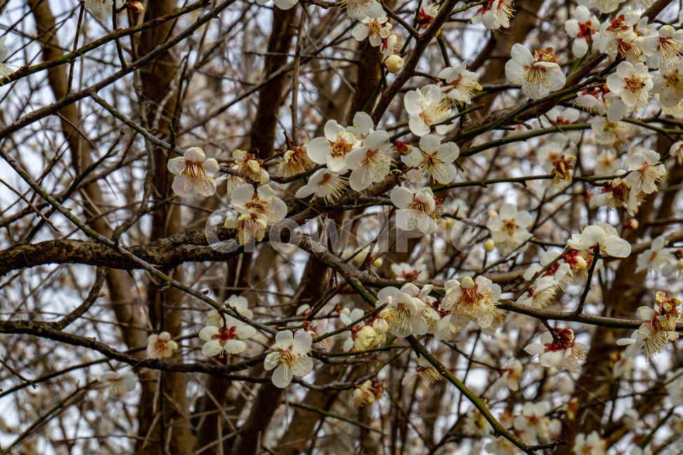 봄,꽃,봄꽃,매화꽃,매화나무,매화,봄,계절,spring,season,식물,자연,plants,nature,꽃,flower,plant,blossom