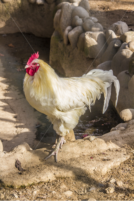 동물,닭,토종닭,수탉,새,조류,부리,가축,닭띠,동물,animal,조류,새,birds