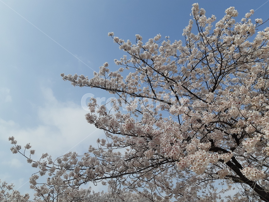 plant,식물,blossom,flower,꽃,벚꽃,봄,벚나무,벚꽃나무,하늘,풍경,벚나무가지,벚꽃가지,식물,자연,plants,nature,꽃,flower,나무,trees,wood