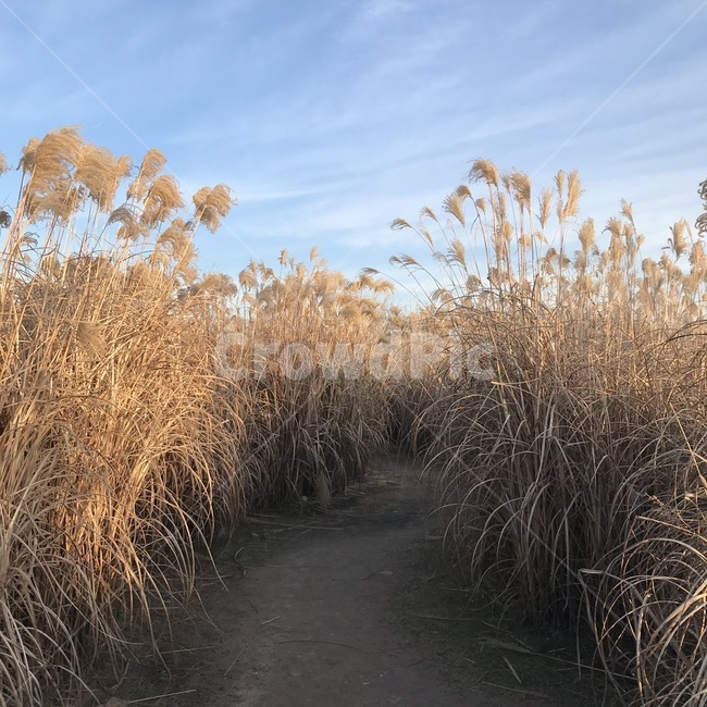 grass,잔디,plant,식물,lawn,억새,길,하늘공원,하늘,구름,공원,풍경,자연,park,flamegrass,감성,억새길,공원길,산책길,sky,path,자연적