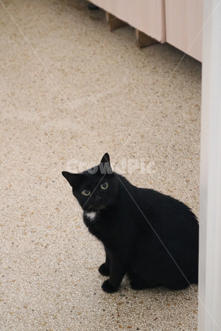 고양이,길고양이,길냥이,유기묘,까만고양이,검정고양이,흑묘