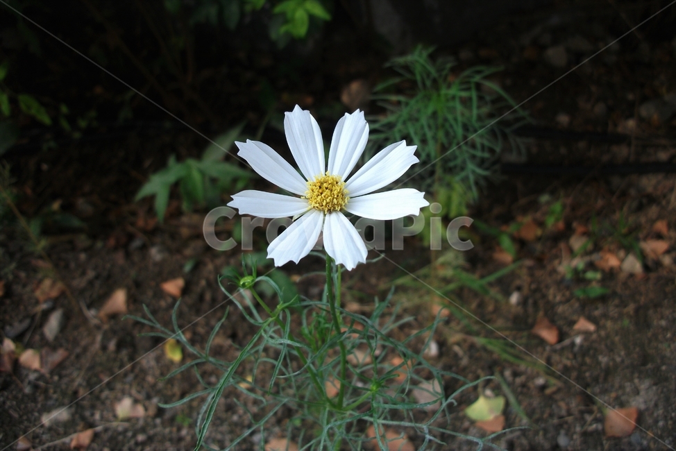 코스모스,꽃,식물,자연,늦여름,가을,가냘픈,가녀린,cosmos,plant,bloom,flower,latesummer,fall,식물,자연,plants,nature,꽃,flower