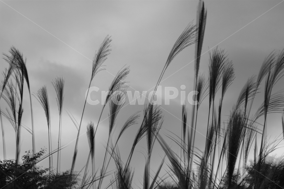 갈대,reed,흑백,감성,식물,식물,자연,plants,nature