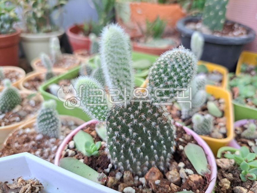 백도선,선인장,흰복숭아부채모양,다육식물,토끼선인장,눈사람선인장,honeybunny