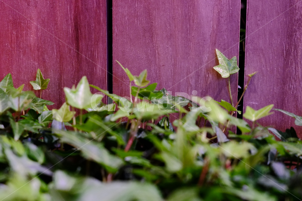 leaf,잎,plant,식물,화단,식물,자연,plants,nature
