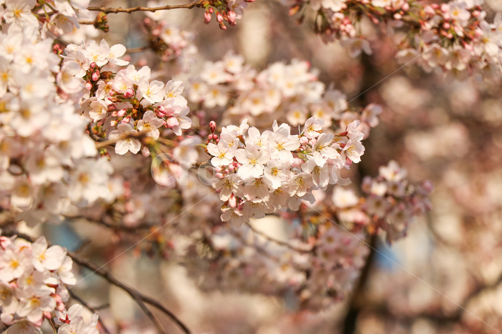 꽃,cherryblossom,벚꽃,식물,plant,flower,blossom,봄,계절,spring,season