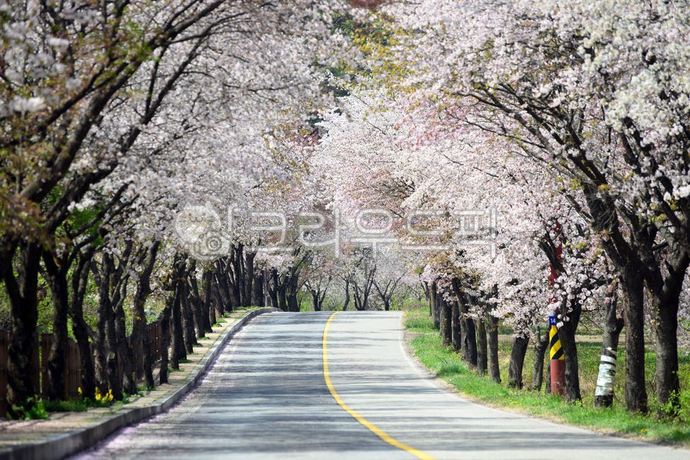길,꽃,벚꽃,벚꽃길,꽃길,가로수,가로벚꽃,지방도로,굽은길,road,도로,asphalt,아스팔트,plant,식물,봄,계절,spring,season,자연,풍경,nature,landscape