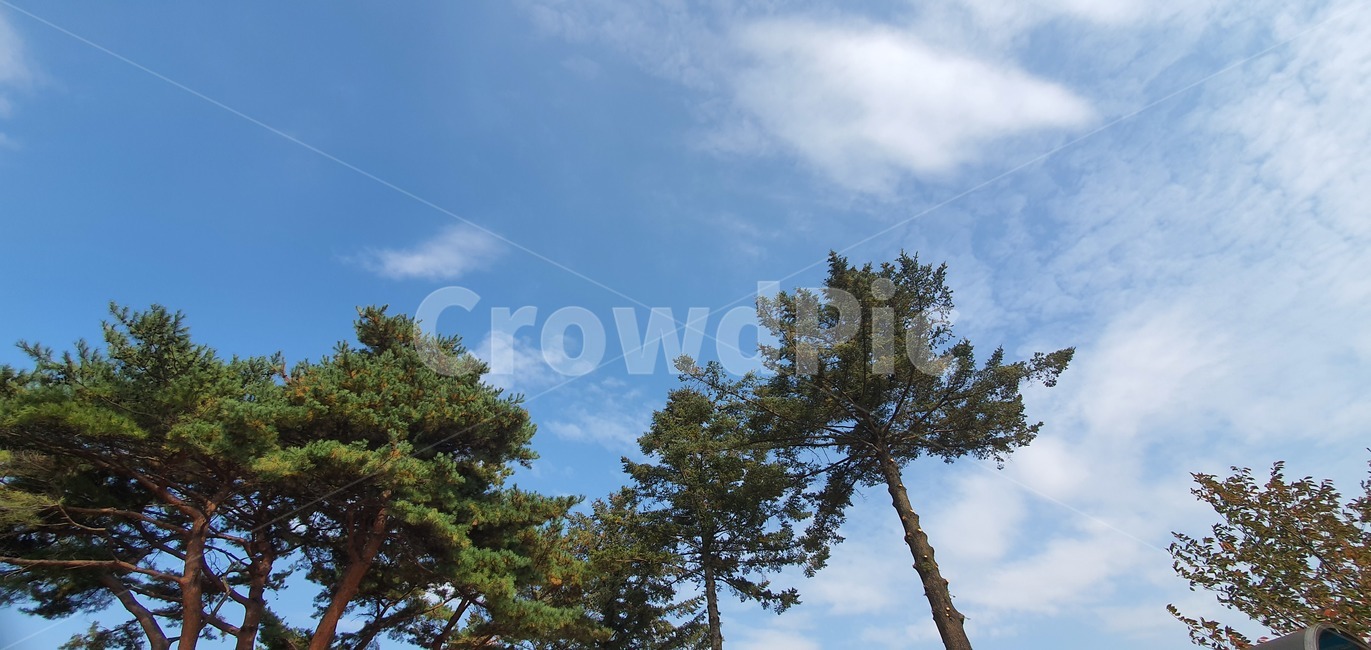 가을,하늘,풍경,자연,가을풍경,가을하늘,구름,landscape,nature,sky,background,beautiful,blue,light,sun,season,cloud,sunset,sunlight,color,day,sunny,weather,scenic,cloudscape,environment,view,sunrise,outdoor,cloudy,colorful,field