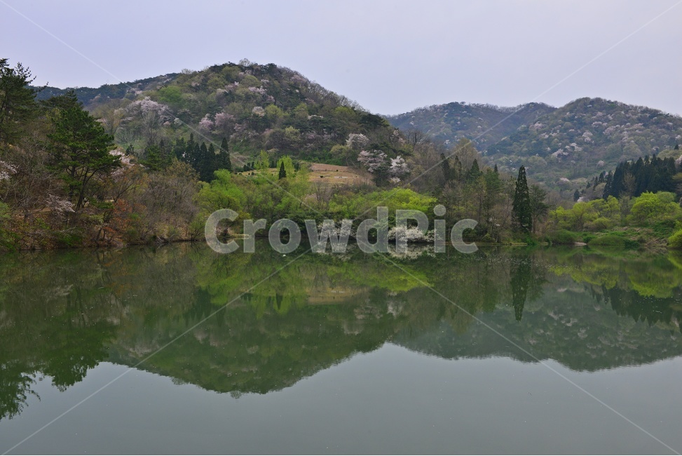 tree,나무,plant,식물,nature,자연,outdoors,옥외,전나무,water,물,화순,세량지,세량제,저수지,세량지봄,벚꽃,산벚꽃,봄,계절,반영,자연,풍경,nature,landscape