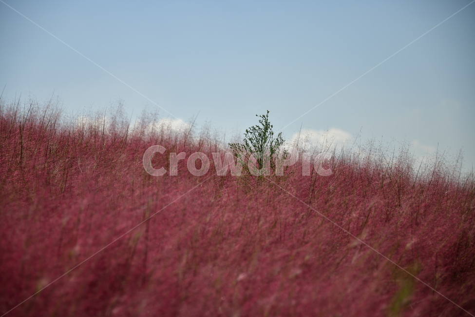 갈대,붉은갈대,핑크뮬리,가을,핑크,분홍,가을,계절,fall,autumn,season,식물,자연,plants,nature,grassland,목초지,field,들,outdoors,옥외,savanna,대초원