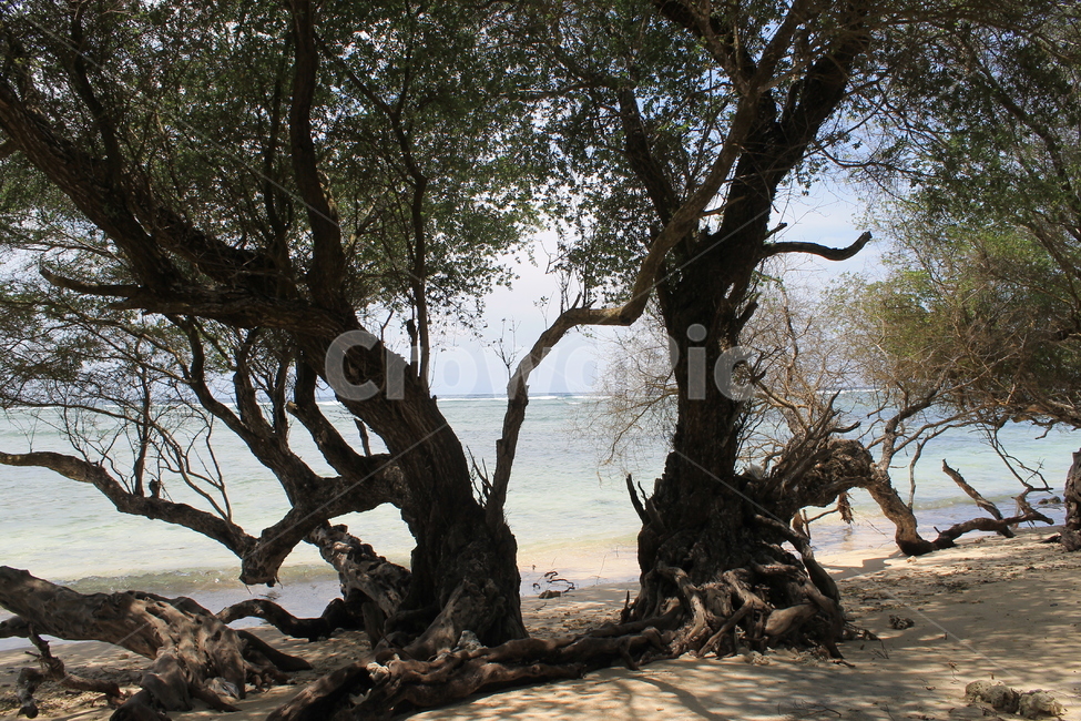 인도네시아,길리,해변,나무해변,나무,indonesia,gili,beach,treeandbeach,treeonthebeach,vacation,고즈넉