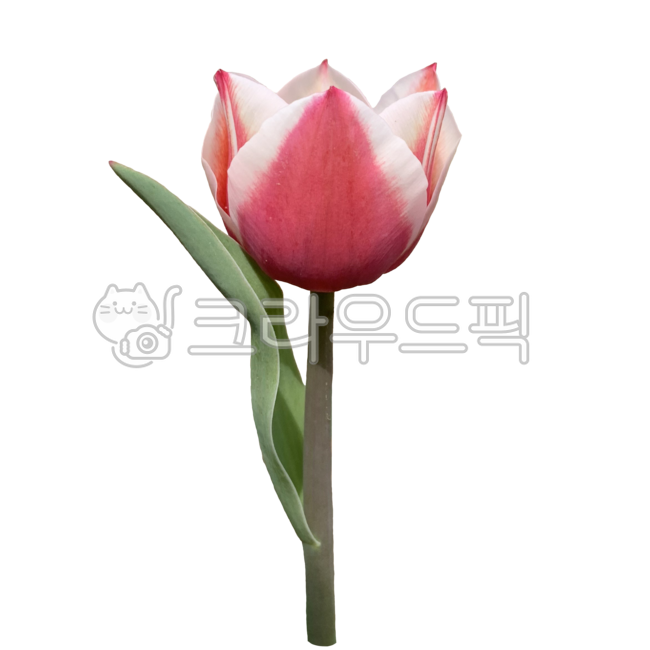 Fresh flower icon,pink,Tulip,Tulip Nuki,spring plants,Flower Nokki,flower sticker,fresh flowers,spring flowers,spring,red,red tulip,Fresh flowers,petal,season,flower icon,tulip sticker,seasonal flowers,flower png,plant noodle,fresh flower sticker,nature,p