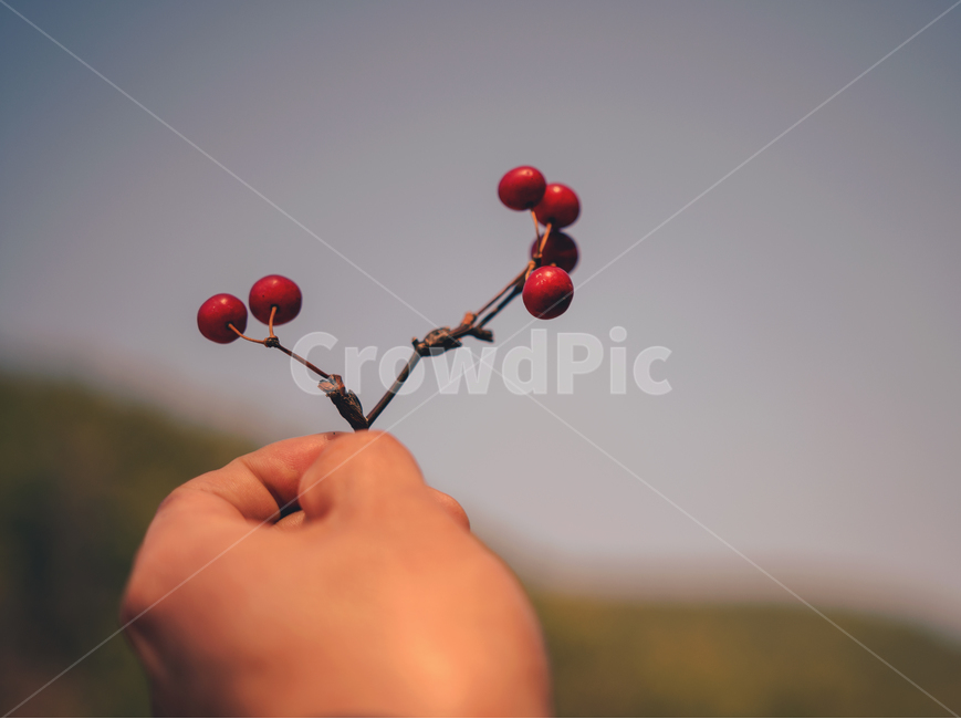 망개열매,손,열매,빨강,겨울,식물,자연,plants,nature,과일,열매,fruit,감성,sensible,feeling
