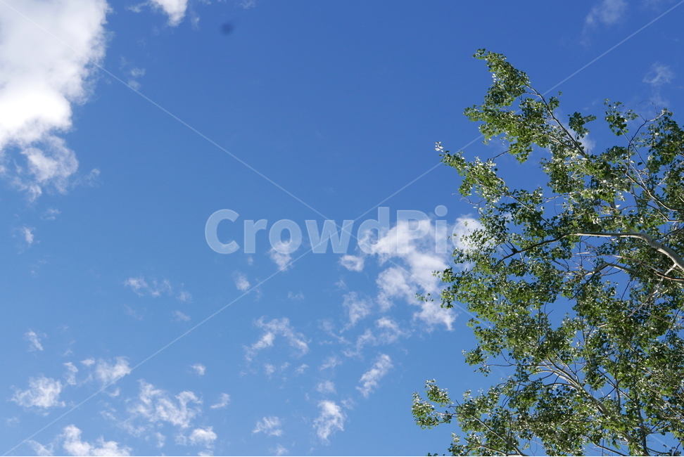 하늘,자연,풍경,배경,감성,자연,풍경,nature,landscape,tree,나무,plant,식물