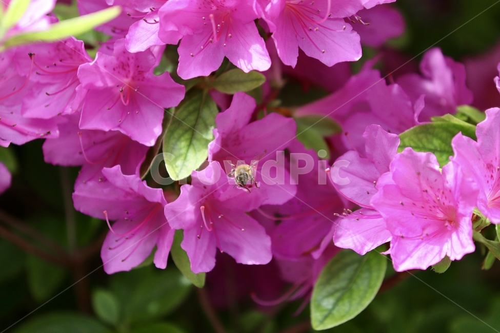 철쭉,보라색,봄,꽃,꿀벌,봄,계절,spring,season,식물,자연,plants,nature,꽃,flower,동물,animal,곤충,벌레,insect,bug,geranium,제라늄,blossom,plant