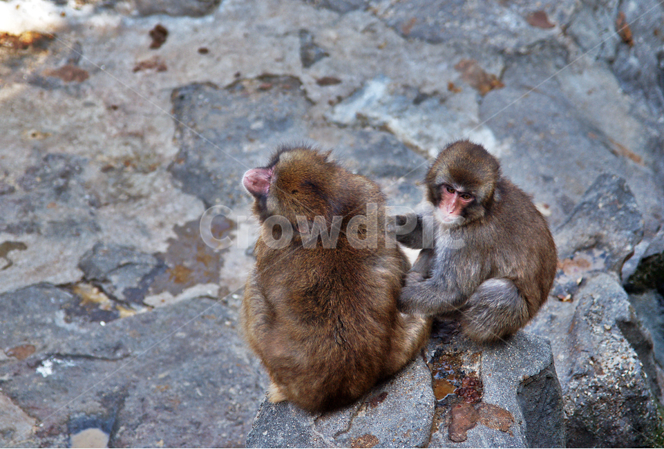일본원숭이,원숭이,영장류,긴꼬리원숭이과,잡식성,서울대공원,japanesemacaque,동물,animal,포유류,mammal