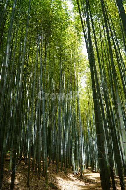 대나무,아홉산,녹색,초록,산,숲,초록빛,여름,숲속,대나무밭,나무,trees,wood