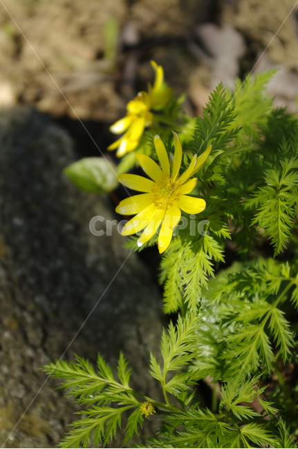 복수초,꽃,식물,flower,color,식물,자연,plants,nature,꽃,flower