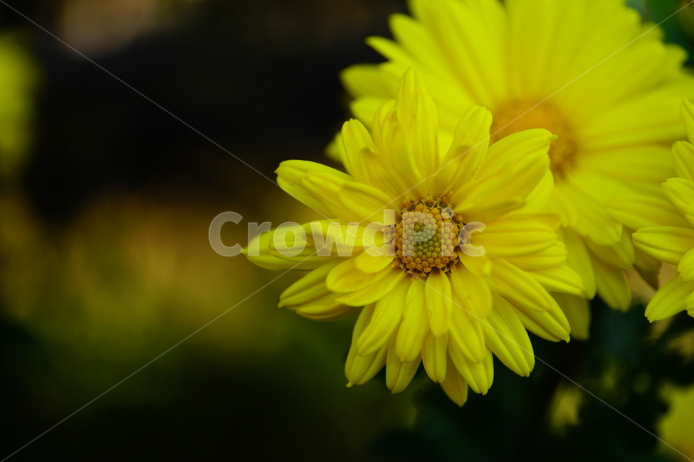 국화,소국,플라워,꽃,자연,식물,flower,plants,nature,가을,autumn,fall,10월,october,접사,클로즈업,closeup,macro,가을꽃,식물,자연,plants,nature,꽃,flower