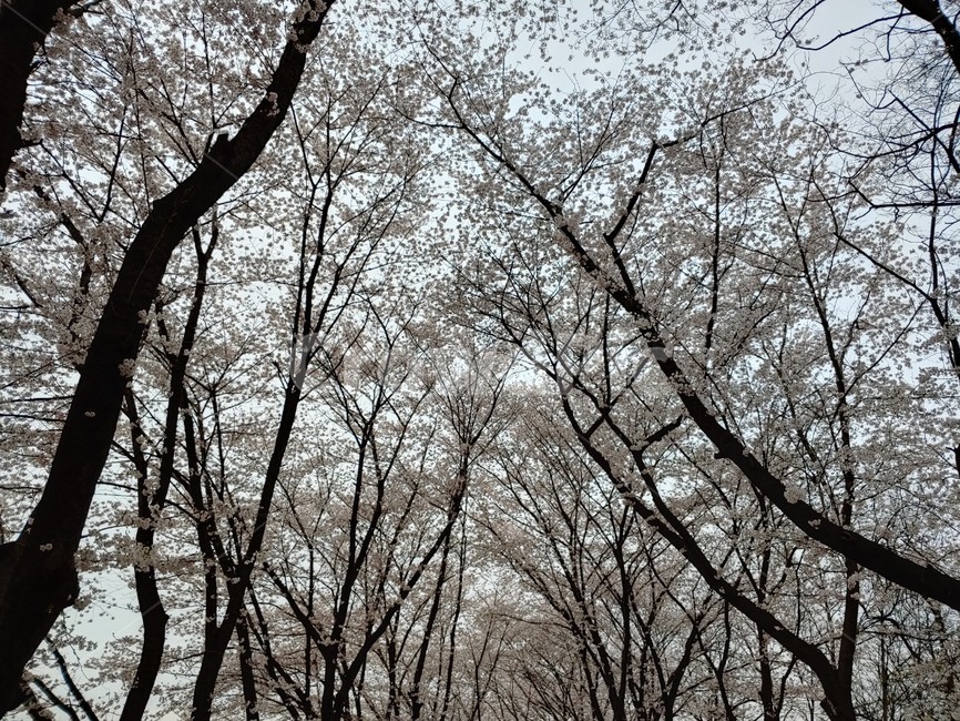 봄,나무,벚꽃,벚나무,소풍
