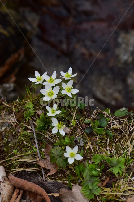 모데미풀,야생화,봄,꽃,풀꽃,자연,식물,식생,plants,nature,spring,season,flower