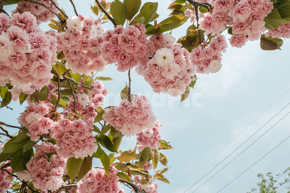 겹벚꽃,봄,봄꽃,감성사진,계절,자연풍경,봄,계절,spring,season,plant,식물,blossom,꽃,flower