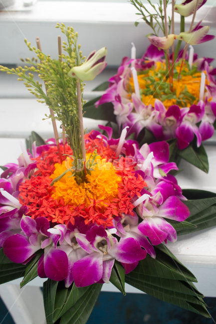 plant,식물,flower,꽃꽂이,blossom,flowerarrangement,꽃,flowerbouquet,꽃부케,태국,식물,자연,plants,nature,꽃,flower