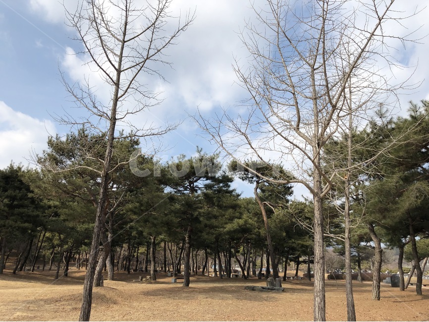 나무,나뭇가지,풍경,힐링,여유,자연,풍경,nature,landscape,tree,plant,식물,tree trunk,나무 줄기
