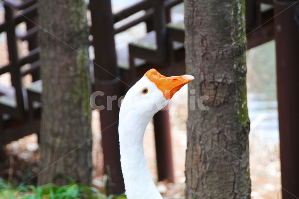 거위,오리,머리,주둥이,부리,새,동물,조류,동물,animal,조류,새,birds