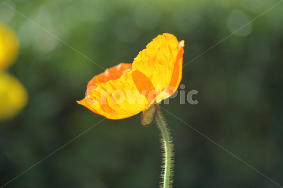 양귀비,꽃,꽃양귀비,조경용,poppy
