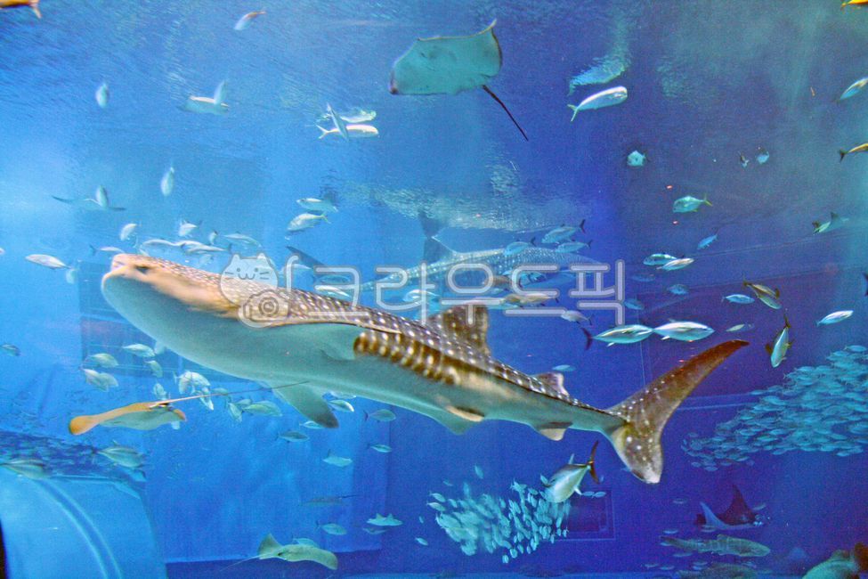수족관,아쿠아리움,해양생물,물고기,고래상어,상어