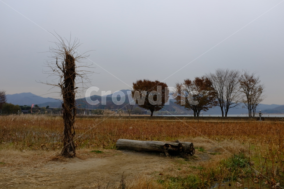 나무,자연,가을나무,두물머리,산,자연,풍경,nature,landscape,tree,plant,식물,ground,바닥,tree trunk,나무 줄기